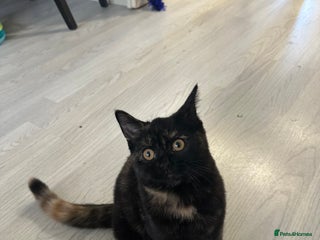 Mixed Breed cats British Short Hair Cross-Sphinx - Advert 1