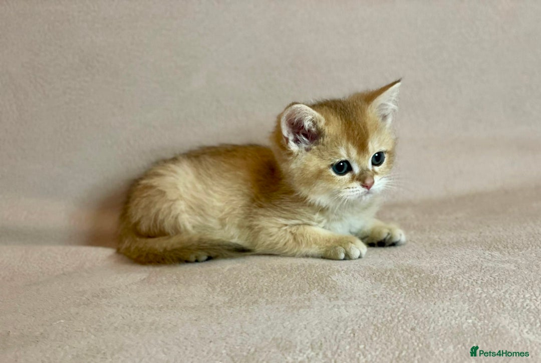 British Shorthair cats for sale: 🐾 Purebred BSH Kittens 🐾 - Advert 23