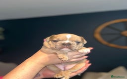 Mixed Breed dogs for sale: French Pom - Image 2