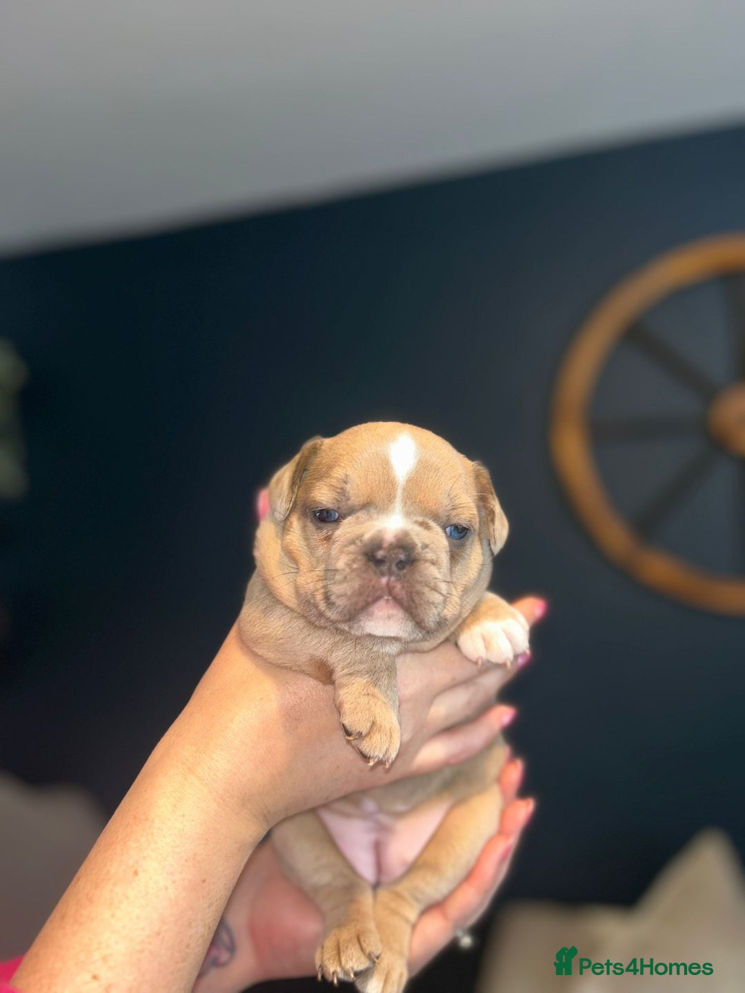 Mixed Breed dogs for sale: French Pom - Image 2