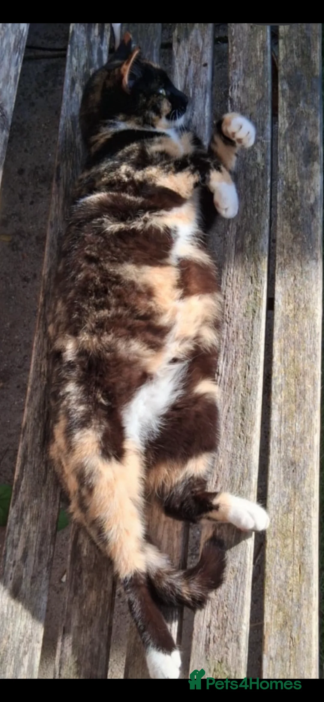 Domestic Shorthair cats for sale: tortie girl 🩷 - Advert 3