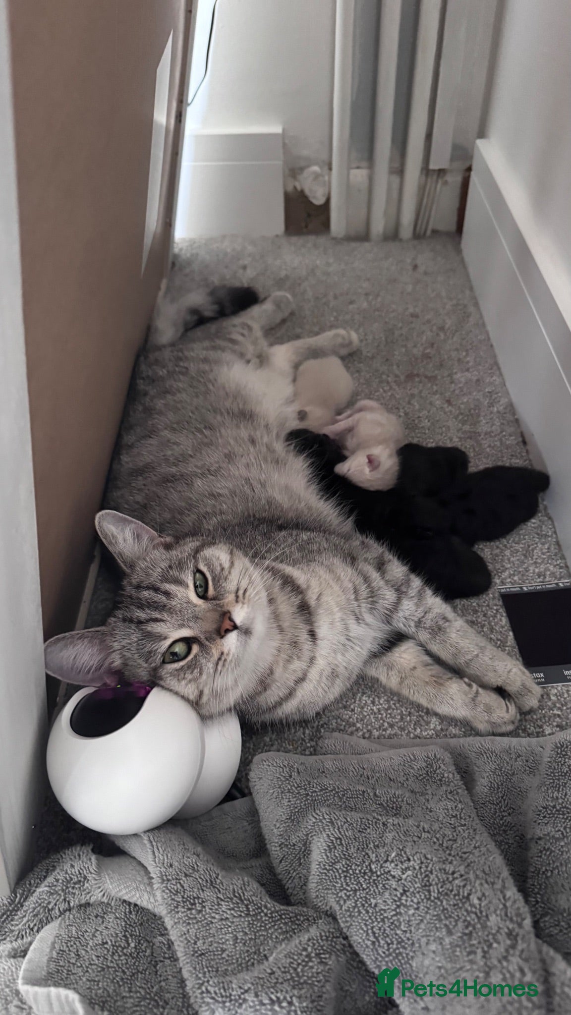 Mixed Breed cats 1/2 British shorthair kittens  - Advert 1