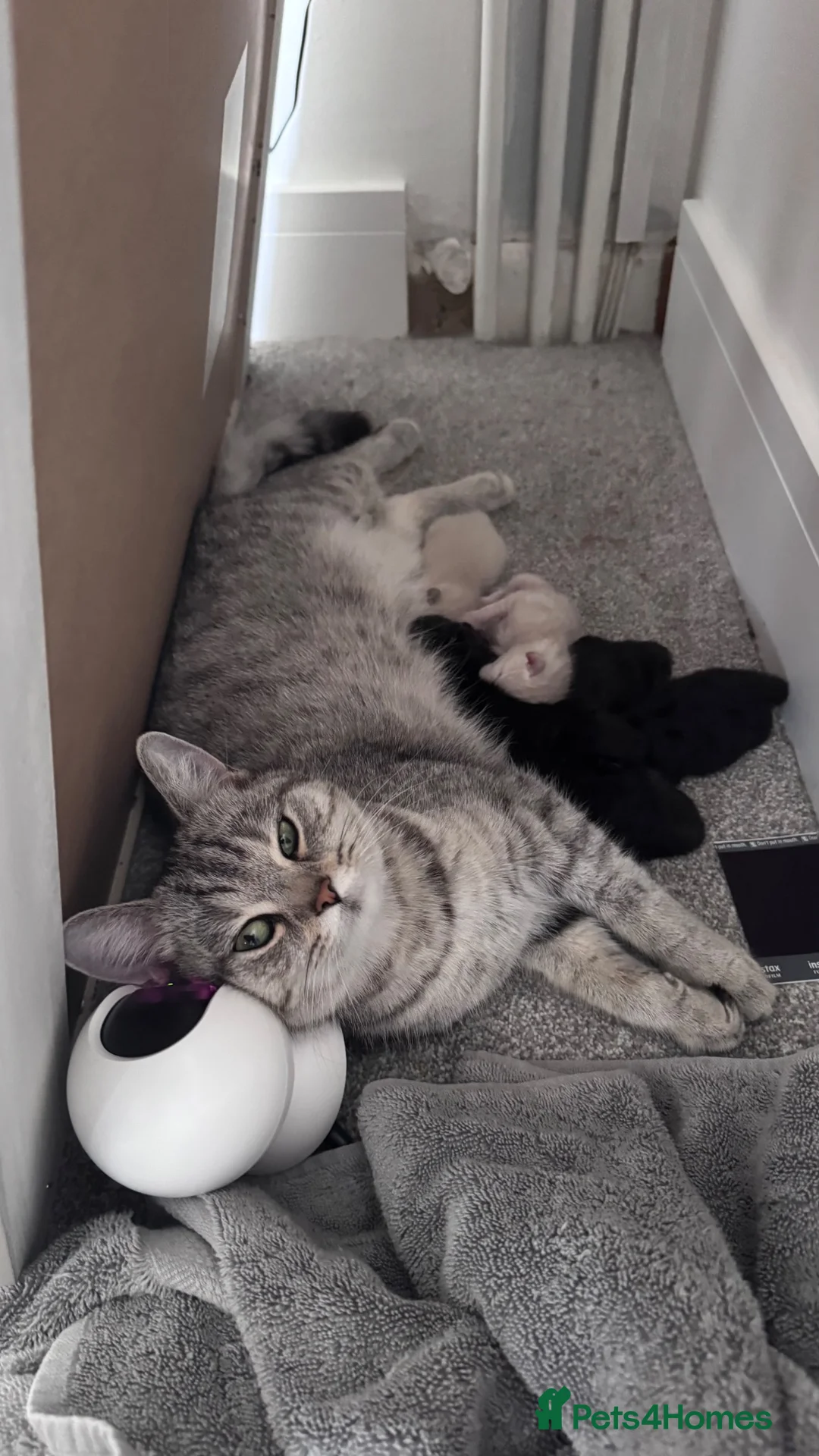 Mixed Breed cats for sale: 1/2 British shorthair kittens  - Advert 1