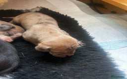 Great Dane dogs for sale: Stunning puppies, health tested KC parents. - Image 8