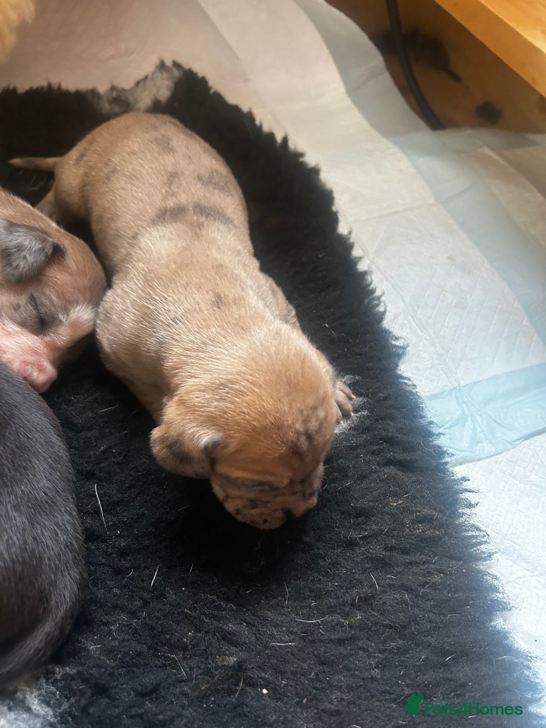 Great Dane dogs for sale: Stunning puppies, health tested KC parents. - Image 8