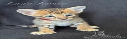 Savannah cats for sale: Exceptional Quality Tica Regist. Savannah kittns - Advert 29