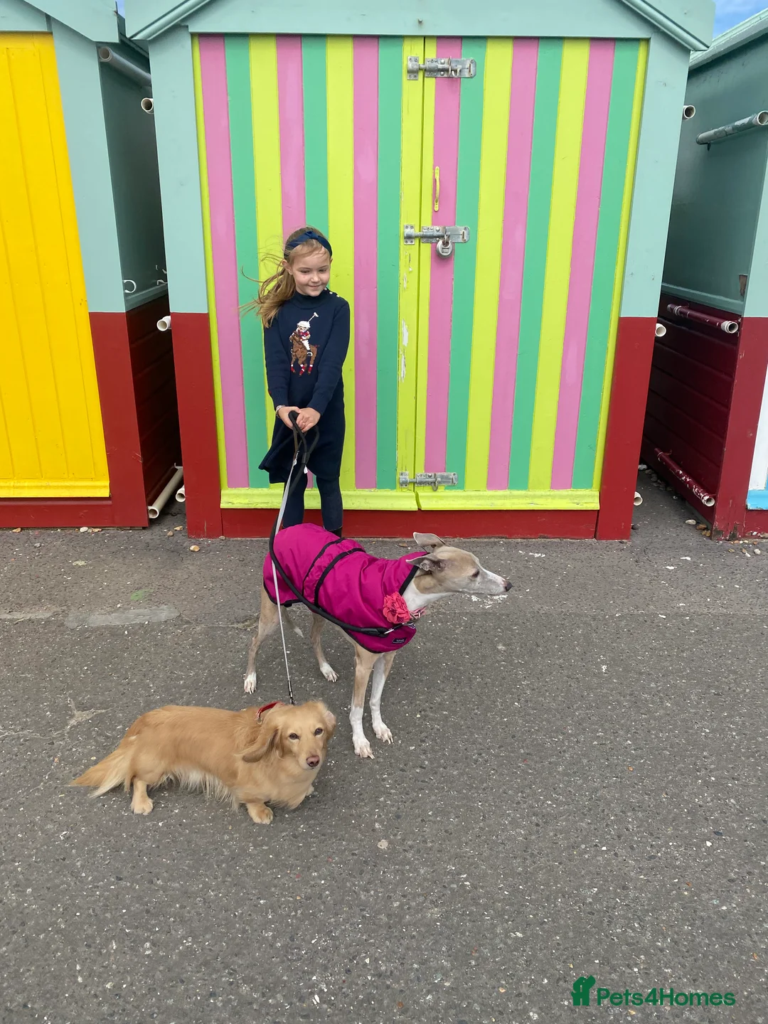 Miniature Dachshund dogs for sale: Little sausages with big characters  - Advert 25