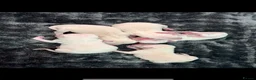 Italian Greyhound dogs for stud: RALPH AT STUD - Advert 5