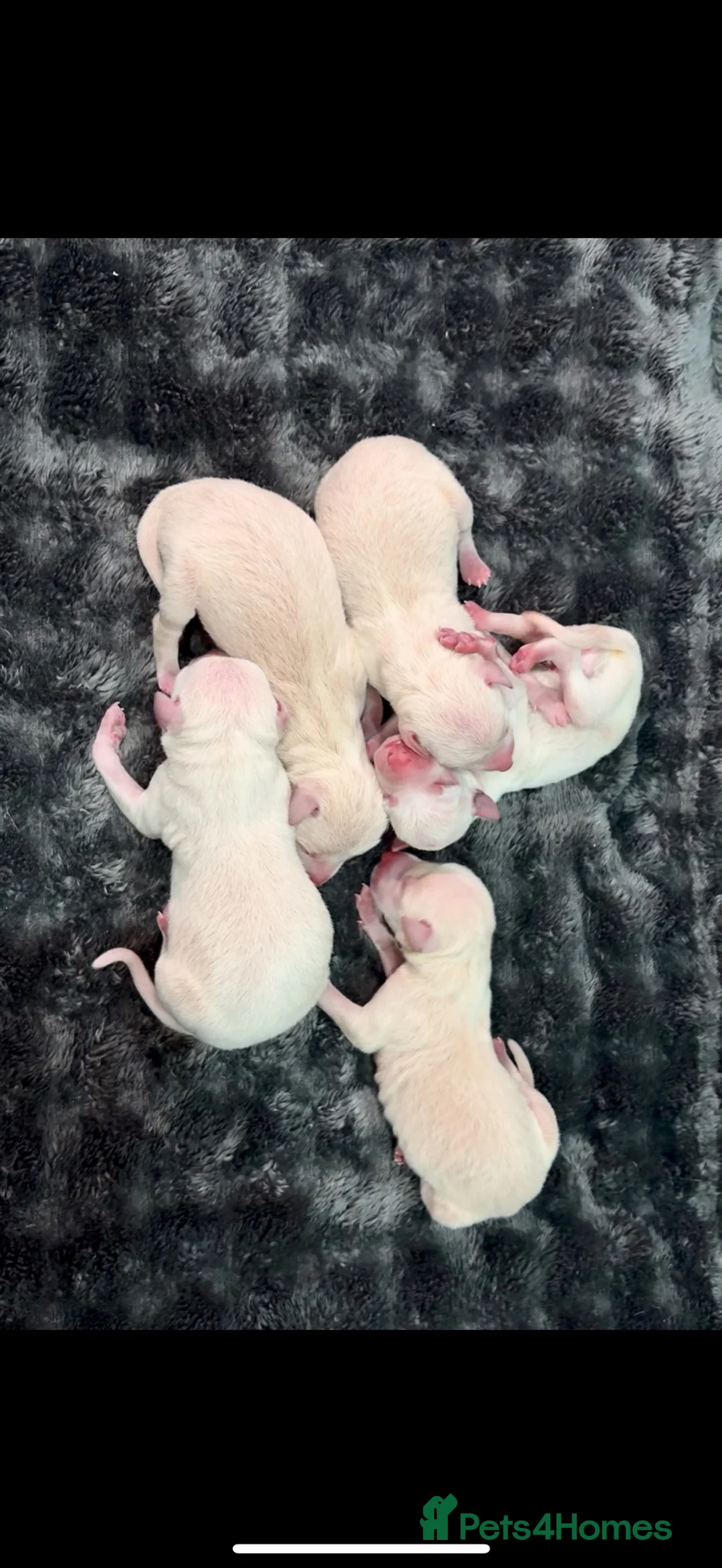 Italian Greyhound dogs for stud: RALPH AT STUD - Advert 13