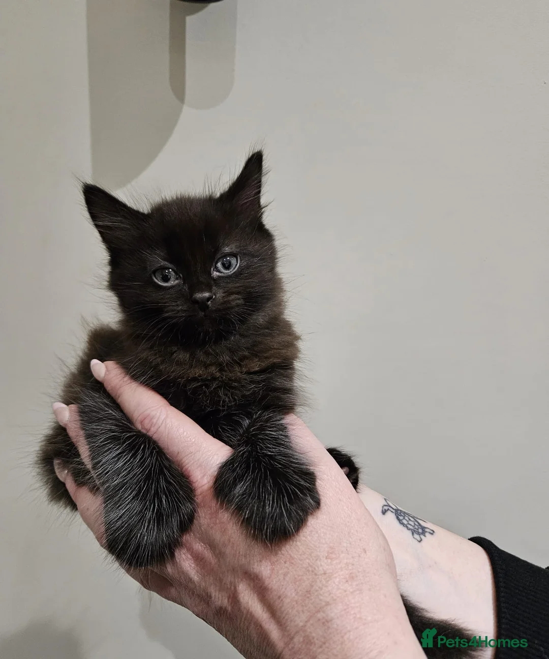 Mixed Breed cats for sale: Gorgeous playful fluffy kittens - Advert 7