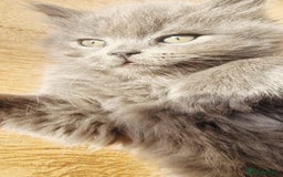 British Longhair cats for sale: Gorgeous Blue British longhair kittens - Image 2