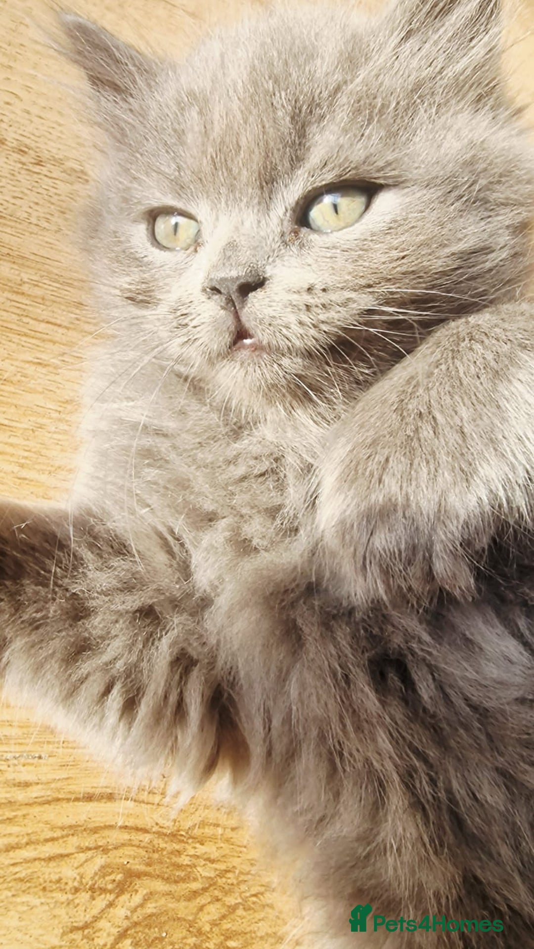 British Longhair cats for sale: Gorgeous Blue British longhair kittens - Image 2