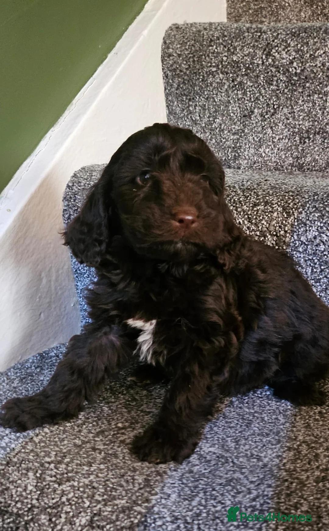 Sproodle dogs for sale: STUNNING SHOW SPRINGAPOO PUPPIES FOR SALE  - Advert 5