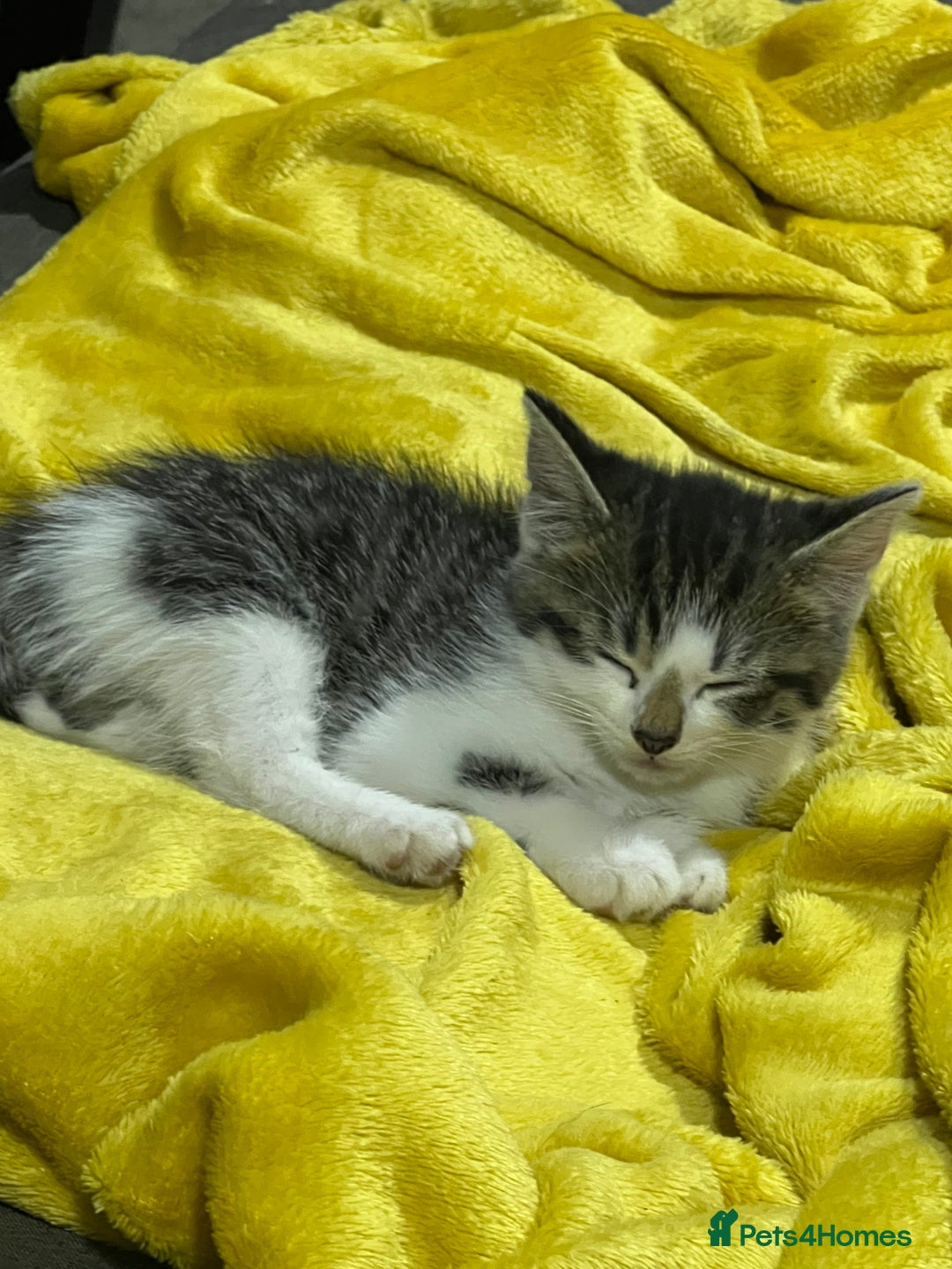 Mixed Breed cats for sale: Friendly kittens  - Image 8