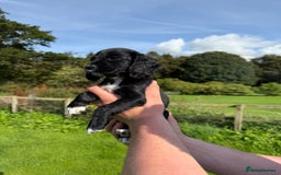 Cocker Spaniel dogs for sale: Ready now KC registered DNA clear  - Image 7