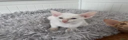 Oriental cats for sale: Beautiful oriental kittens  - Advert 3