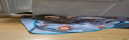 Abyssinian cats for sale: Adorable  Abyssinian  male for sale - Advert 4
