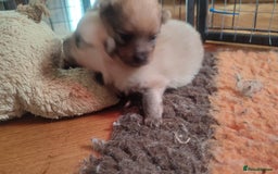 Pomeranian dogs for sale: Top Quality -KC registered  - Image 14