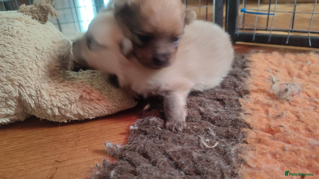 Pomeranian dogs for sale: Top Quality -KC registered  - Image 14
