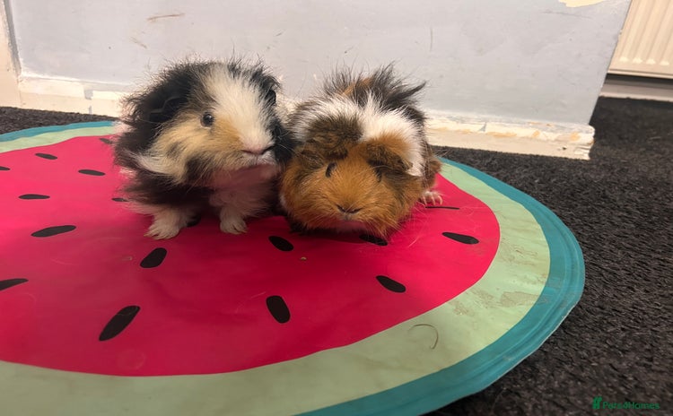 Guinea Pig rodents - Advert 4
