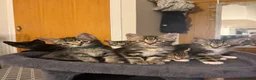 Domestic Shorthair cats for sale: Kittens in Huntly - Advert 22
