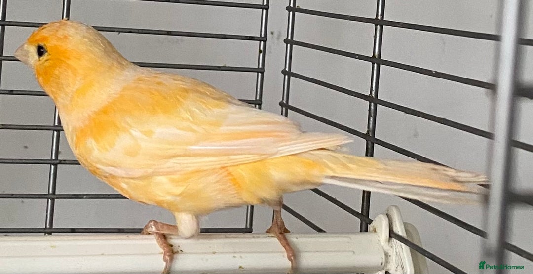 Canaries birds for sale: Female  - Advert 8