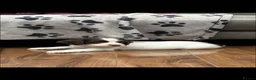 English Springer Spaniel dogs for sale: Quality English Springer Spaniel puppies for sale - Advert 5
