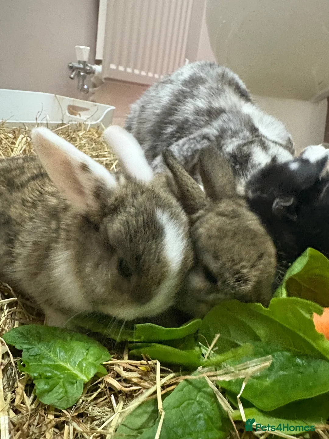 Mixed Breed rabbits for sale: Baby rabbits for sale  - Advert 9