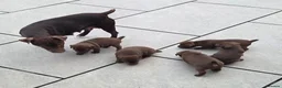 Patterdale Terrier dogs for sale: Chocolate Patterdale terrier  - Advert 5