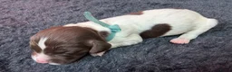 English Springer Spaniel dogs for sale: KC Reg - L&W B&W *Docked&Vetted* 7 Dogs available  - Advert 8