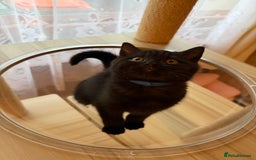 British Shorthair cats for sale: 🐱Last fluffy  British Shorthair Boy🐱 - Advert 11