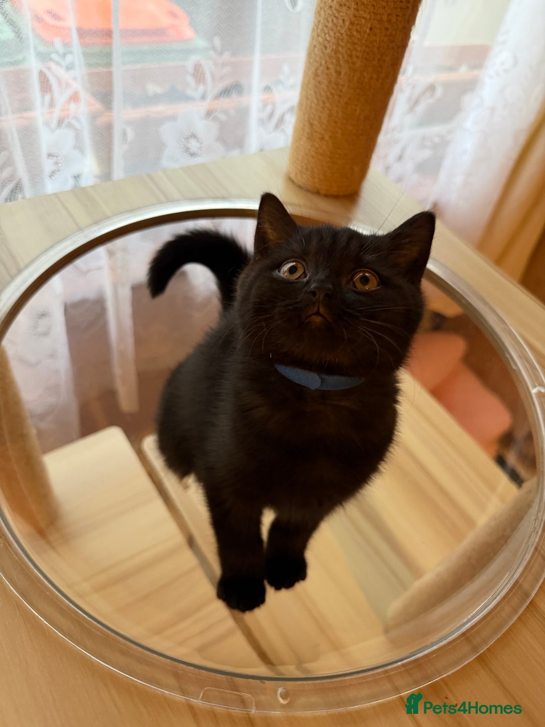 British Shorthair cats for sale: 🐱Last fluffy  British Shorthair Boy🐱 - Advert 11