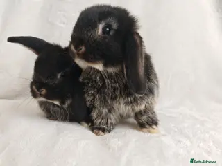 Mini Lop rabbits Beautiful Mini Lop Babies - Advert 11