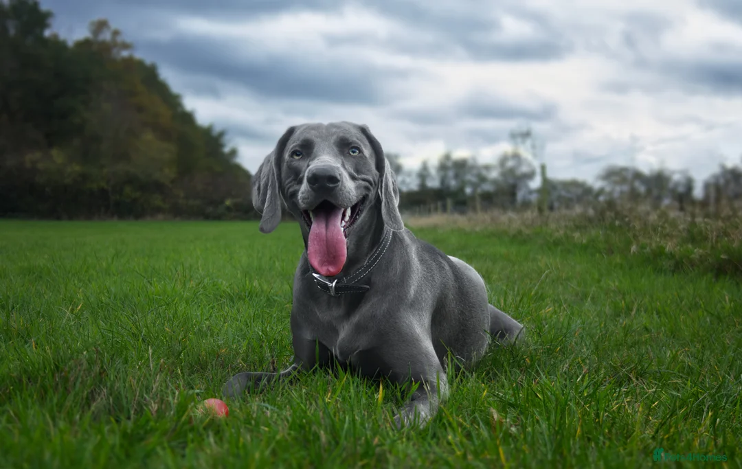 Weimaraner dogs for stud: No Cost 1 Year Old Blue Weimaraner For Stud - Advert 20