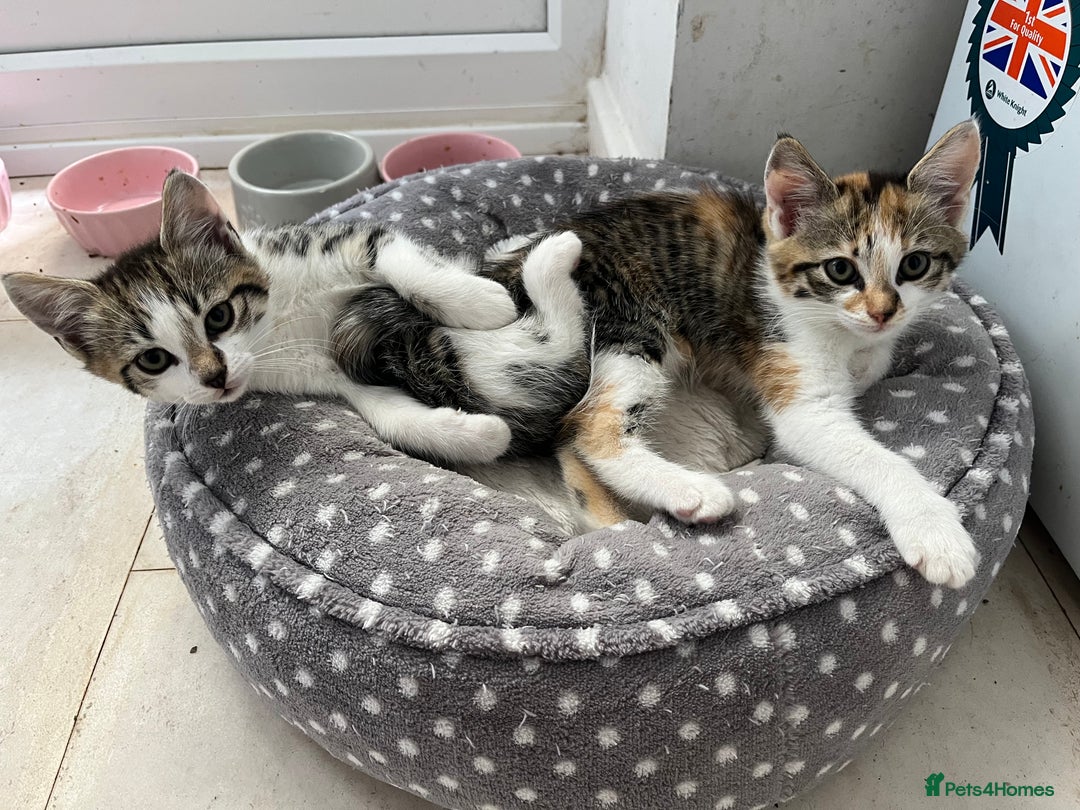 Domestic Shorthair cats for sale: Tabby male kitten for sale - Image 2