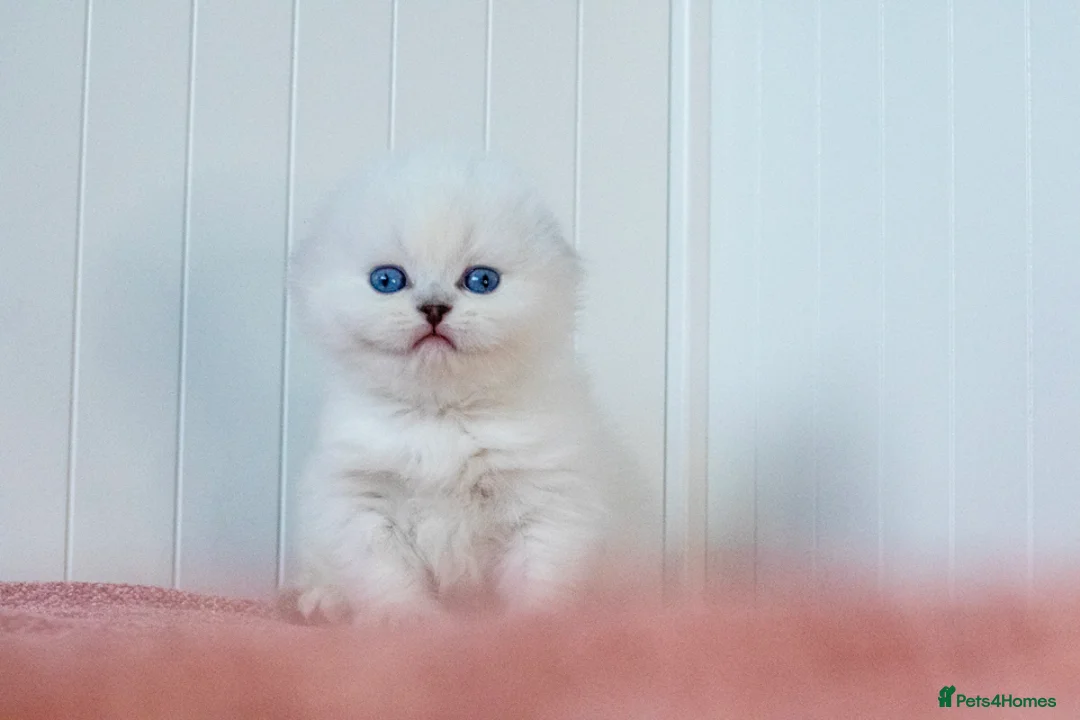 Scottish Fold cats for sale: Uranus Blue Eyed Snow Beauty 💙❄️ - Advert 3