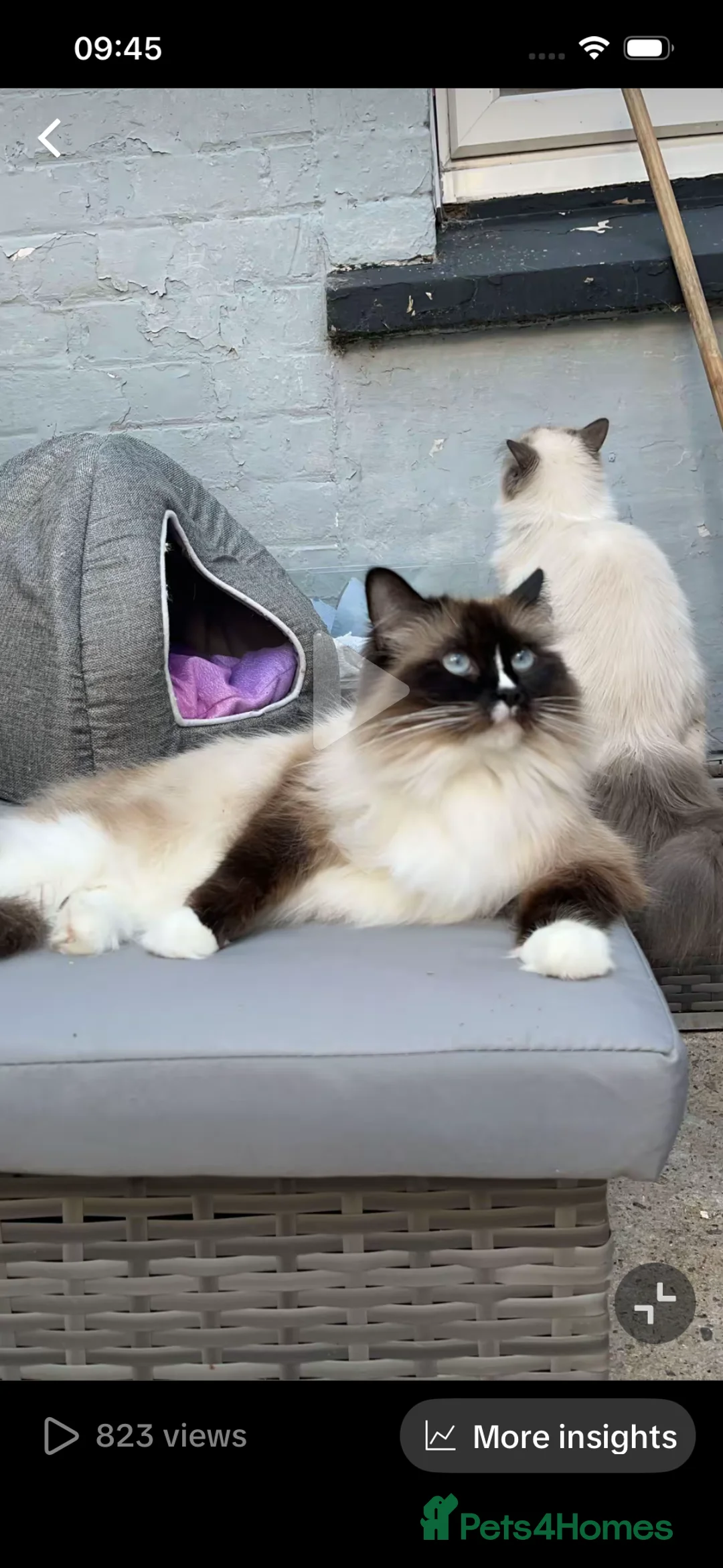 Ragdoll cats for sale: Stunning male ragdoll  in Hartlepool - Advert 2