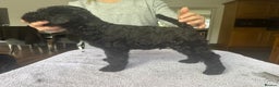 Kerry Blue Terrier dogs for sale: Kerry Blue Terrier Puppies  - Advert 1