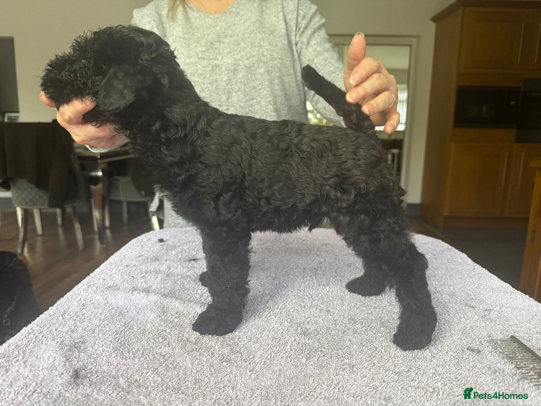 Kerry Blue Terrier dogs for sale: Kerry Blue Terrier Puppies  - Image 1