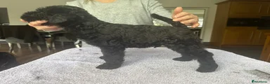 Kerry Blue Terrier Puppy 1