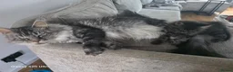 Maine Coon cats for sale: Stunning pure maine coons 1 boy and 1 girl left  - Advert 18