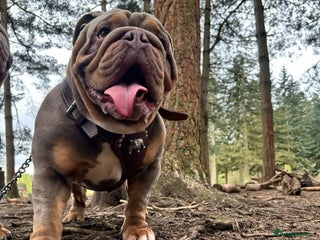 English Bulldog dogs in Cannock - Advert 7