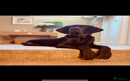 Great Dane dogs for sale: Great Dane - Image 4