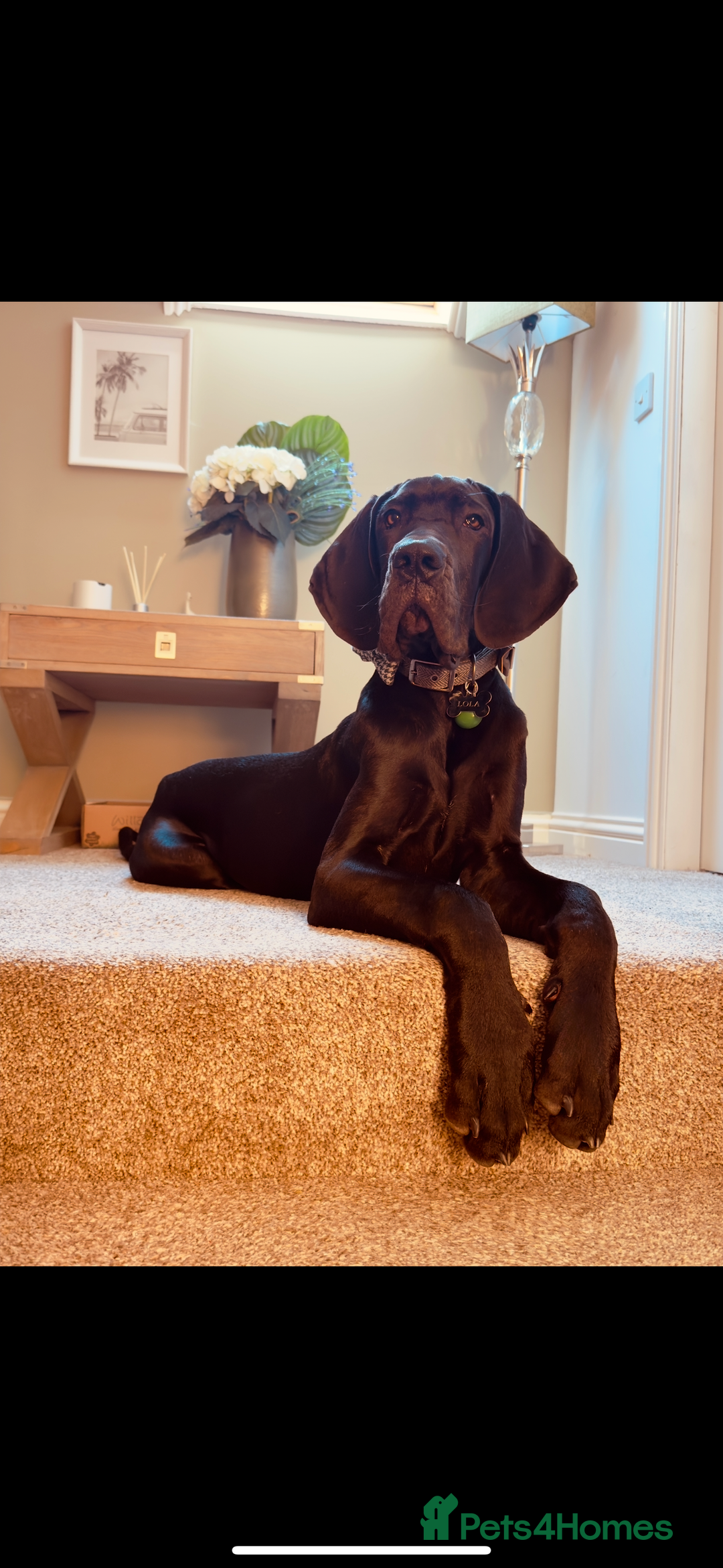 Great Dane dogs for sale: Great Dane - Image 4
