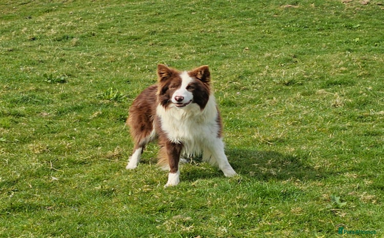 Border Collie dogs - Advert 8
