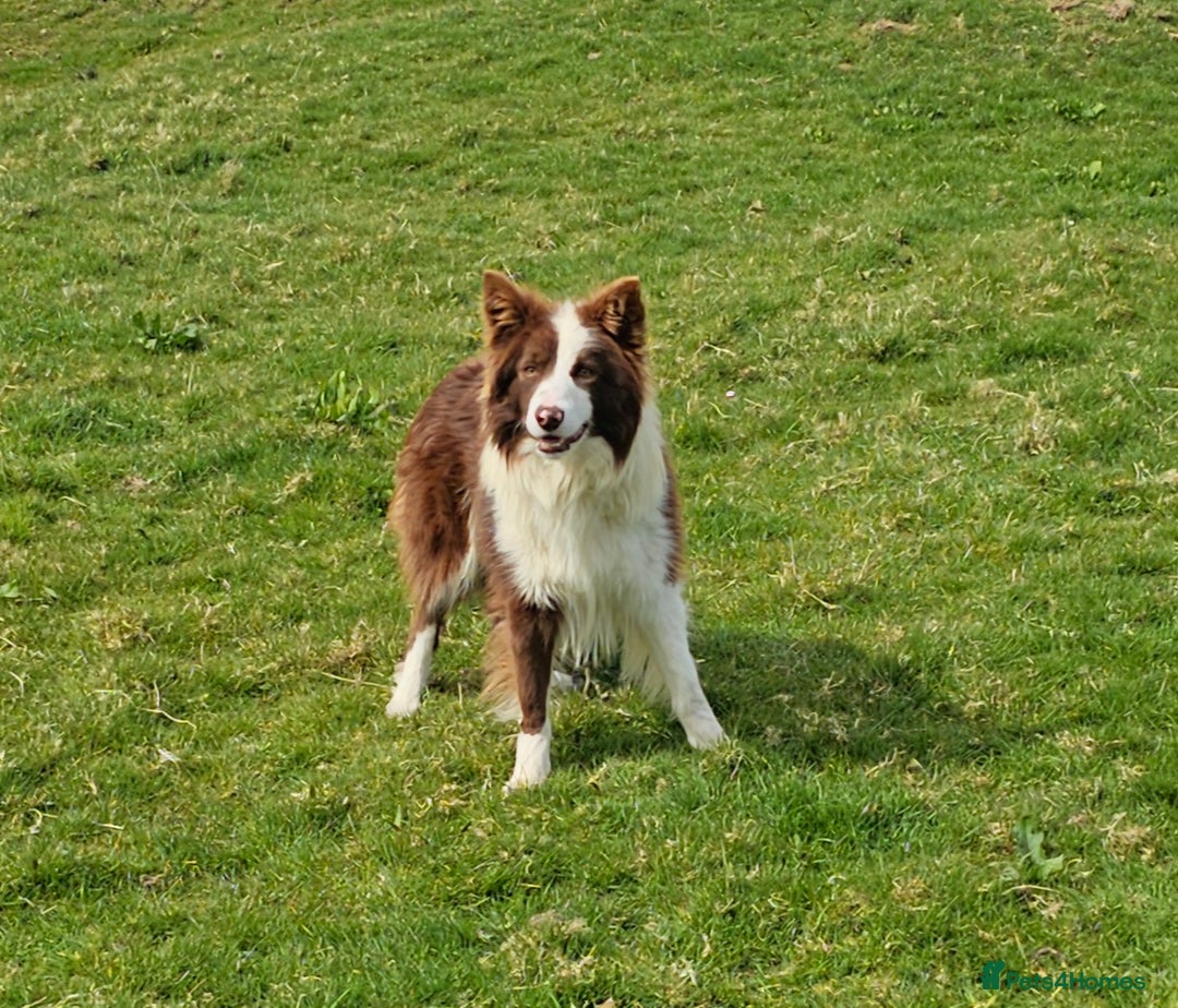 Border Collie dogs for sale: Red and white border collie - Image 1