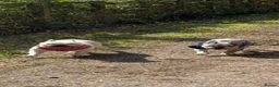French Bulldog dogs for sale: French Bulldog KC reg puppies  in South Ockendon - Advert 14