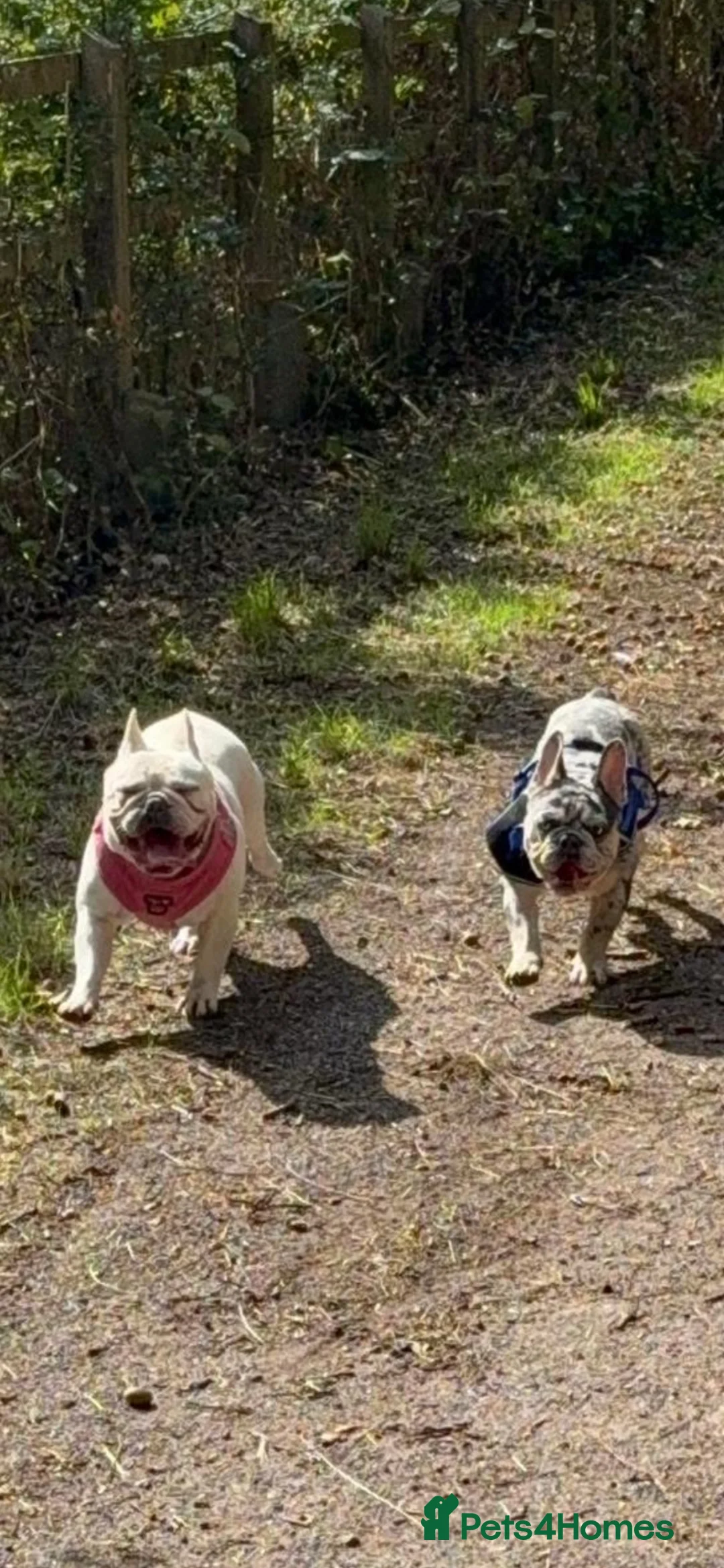 French Bulldog dogs for sale: French Bulldog KC reg puppies  in South Ockendon - Advert 14