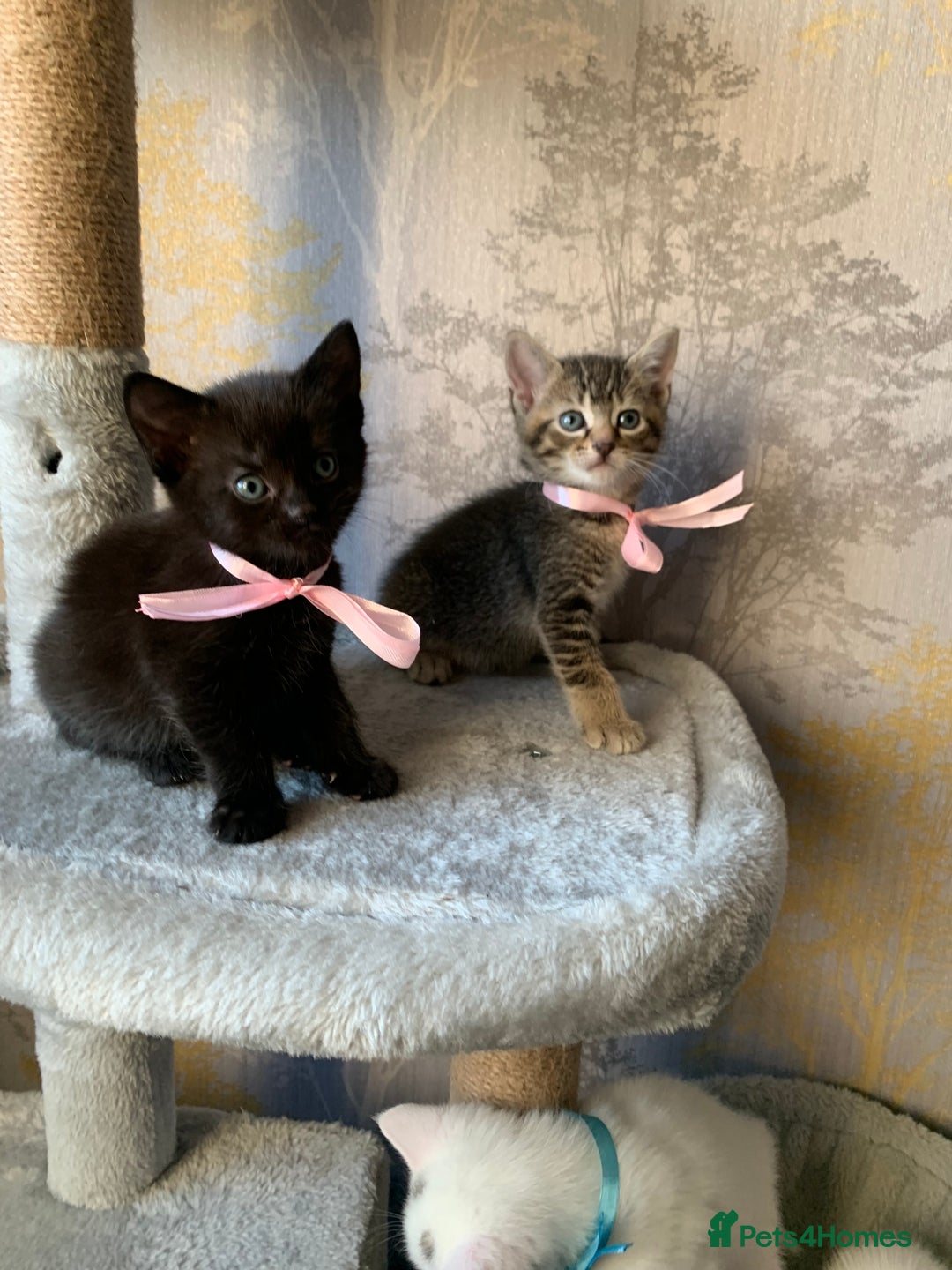 Mixed Breed cats for sale: Beautiful Mixed Angora Kittens - Advert 10