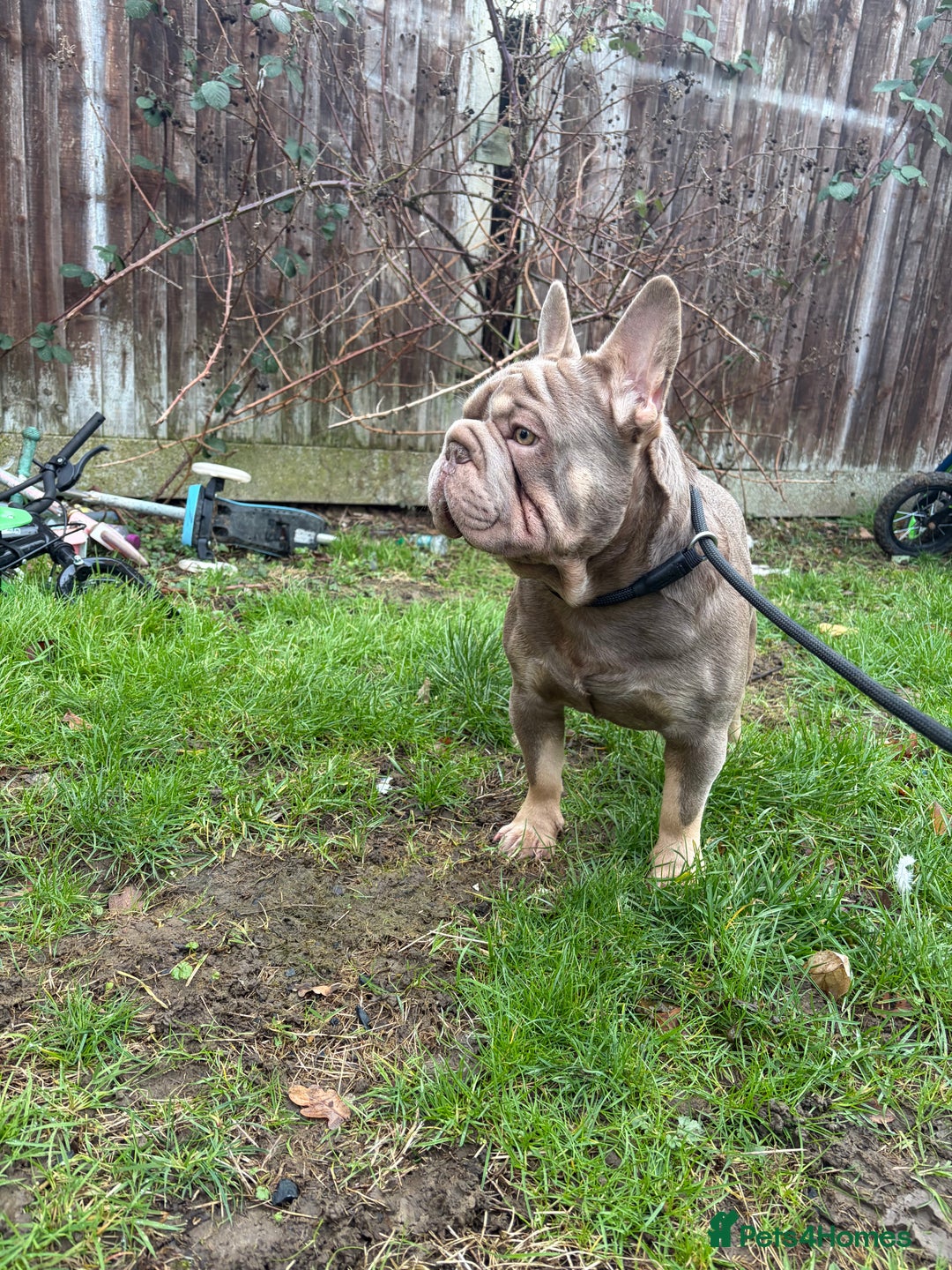 French Bulldog dogs for stud: Mr Shady Boy⭐️ - Advert 3